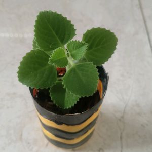 Ajwain (Organo)Plant With Pot