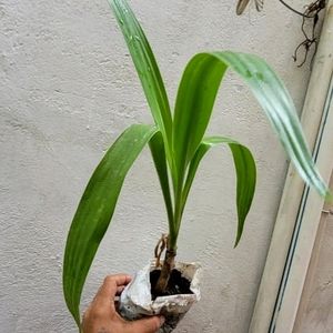 Gardeopolis Plant 🌵