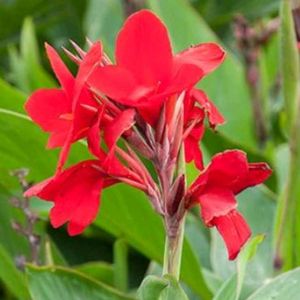 Red Canna Lilly Sapling