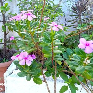 Madagascar Periwinkle