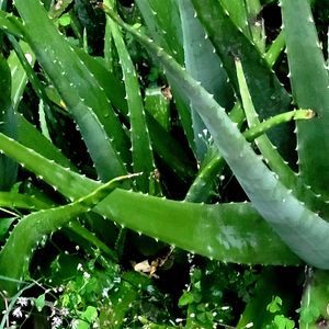 Aloe Vera Leaf Rs 10