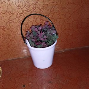 This Is Small Bucket With A Pink And Purple Colour