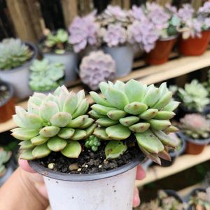 Live Plant Succulent