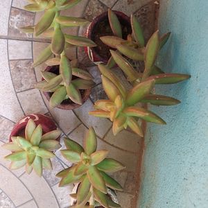 Succulents in Handpainted mudpot