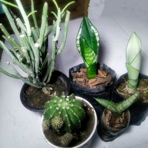 Assorted Plants