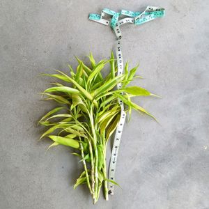 18 Inch Lucky Bamboo