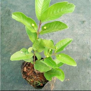 Grafted Guava Plant