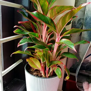 Aglonema Red Lipstick Plant