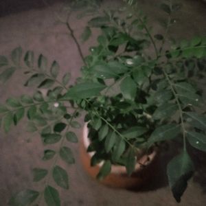 Curry Leaves Healthy Plant With Root