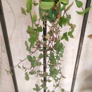 Beautiful 2 Variety Turtle Wine Hanging Plant