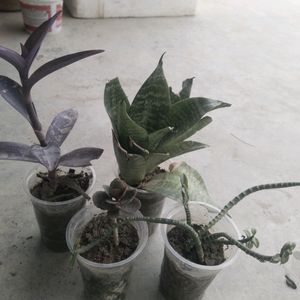 Combo Of 4 Plant