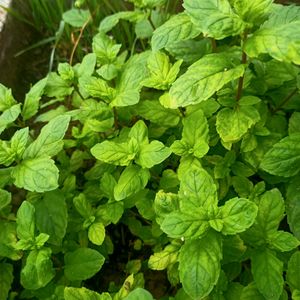 Pudina/ Mint Plant