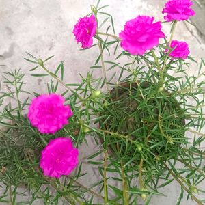 20🌸 Beautiful Pink Moss-rose purslane 🌸🌸