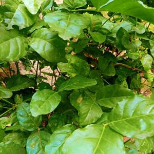 1Mogra, 2 Juhi, 3 Red Flower Vine Cuttings