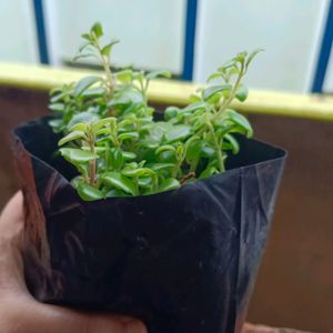 Beutiful Hanging Turtle Vine Plant