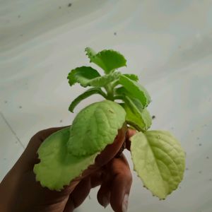 Ajwain Plant Cutting