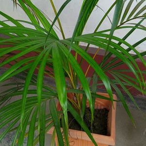 Areca Palm