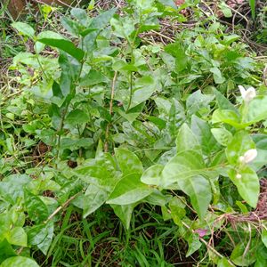 Star Jasmin Plant