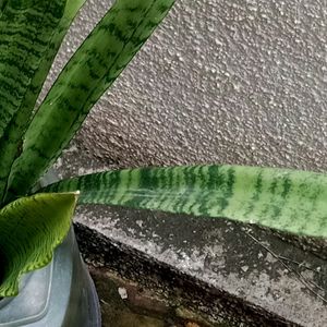 Real Snake Plant