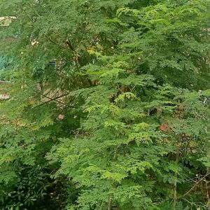 Moringa Leaves