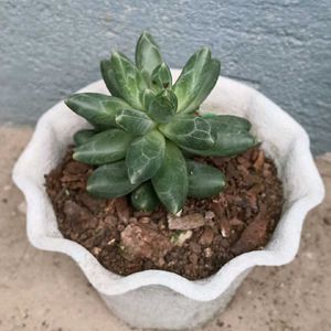 Little Jewel Succulent