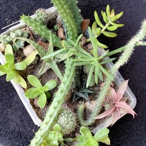 Secculents And Cactus Combo