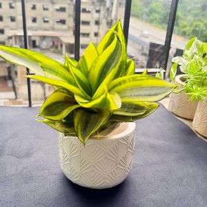 Snake Plant In Concrete Pot