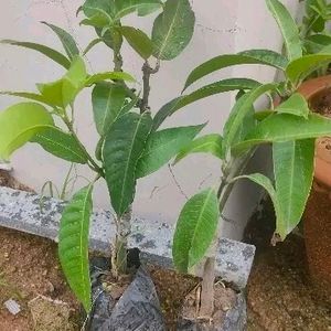 Grafted Mango