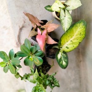 Mix Air Purifying Plants