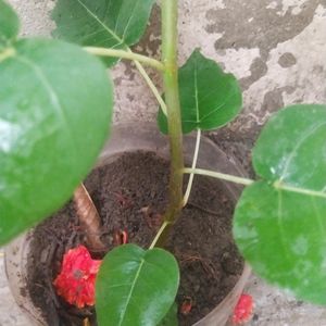 Combo Of 2 Plant Pipal + Jamun With Root