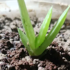 Fresh Baby Aloevera Plant