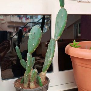 White Cactus Plant With Buds