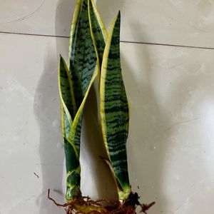 Sanseveria Snake Plant