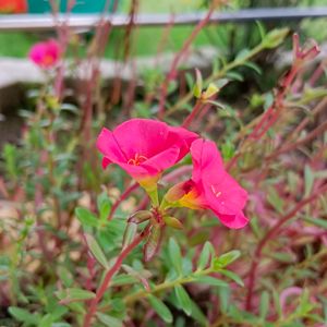 Portulaca Office Time Flowers Cuttings