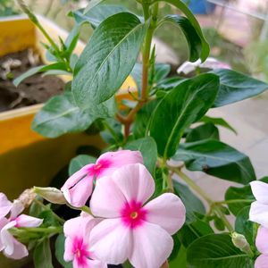 Light Pink Hybrid Periwinkle Sadabahar Seeds