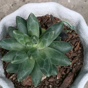 Little Jewel Succulent