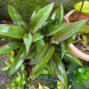 Cordyline/ Dracena Plant