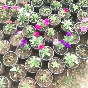 Petunia Winter Flower Plant All Color Available