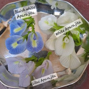 Aparajita Single Petal Seeds (3 different colors)