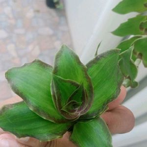 Basket Plant Cuttings - 2