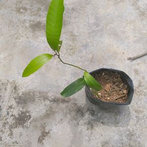 Mango Plant