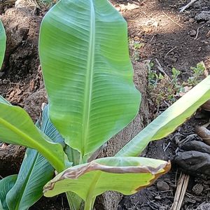 Banana Plant