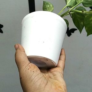 Money Plant With Pot