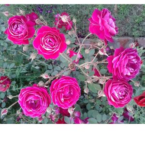 Desi Red Rose Stem