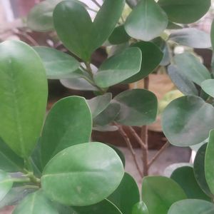 Green/Panda Ficus