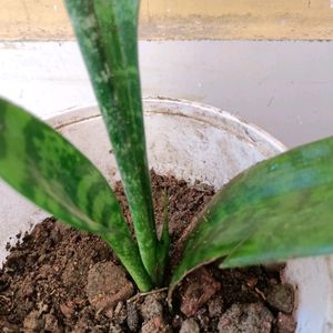 Original Oxygen Snake Plant