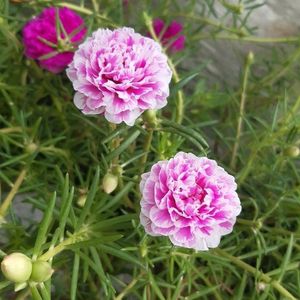 Portulaca Flowers (10 Plants Cuttings)