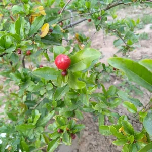 Different Types Of Plants