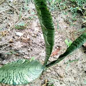 20 Snake Plant