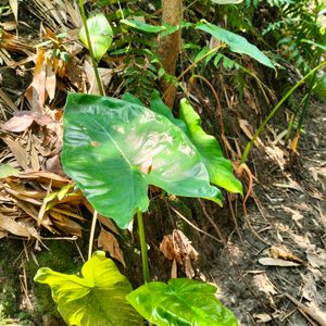 Tropical Alocasia Macrorrhizos Jardin Des Plant